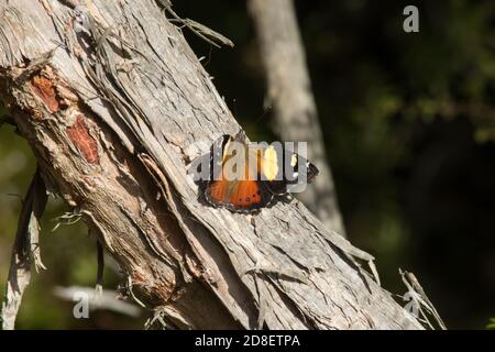 The Yellow Admiral or Australian Admiral (Vanessa itea) is a butterfly native to Australia, New Zealand. Stock Photo