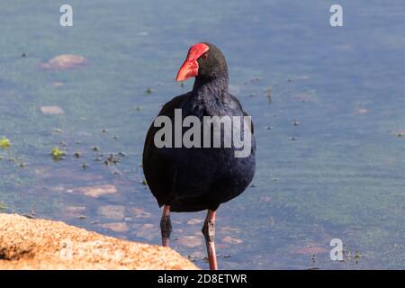 A close up of an Australasian swamphen (Porphyrio melanotus) standing by water. Stock Photo