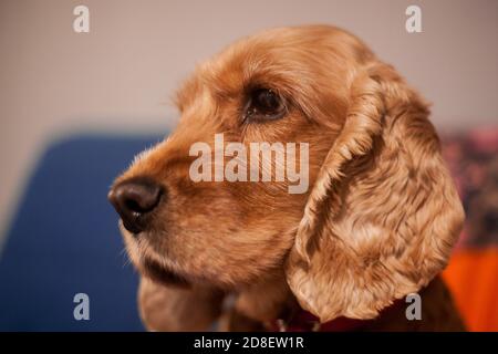Cute pet spaniel dog in a cozy home environment. A sad look of a fluffy puppy. Light red english spaniel close-up portrait. Stock Photo