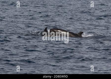 The False Killer Whale (Pseudorca crassidens) is a species of oceanic dolphin.  These specimens were photographed off New Zealand. Stock Photo