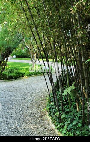 Beautiful Phyllostachys Nigra bamboo forest in the garden Stock Photo