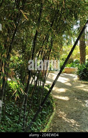 Beautiful Phyllostachys Nigra bamboo forest in the garden Stock Photo