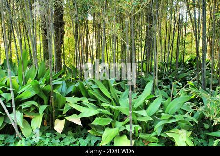 Beautiful Phyllostachys Nigra bamboo forest with Aspidistra Elatior plants in the garden Stock Photo