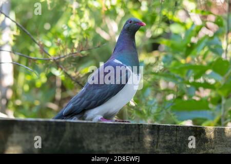 New Zealand pigeon (Hemiphaga novaeseelandiae) Stock Photo