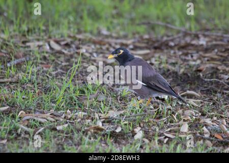 Common myna bird feeding on found food along a roadside, capturing ...