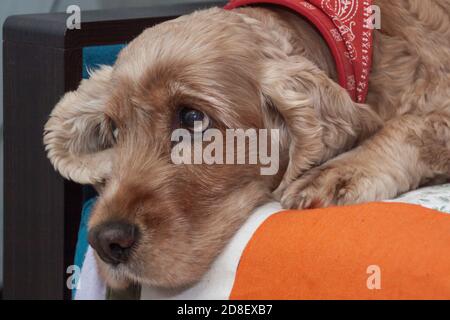 Cute pet spaniel dog in a cozy home environment. A sad look of a fluffy puppy. Light red english spaniel close-up portrait. Stock Photo