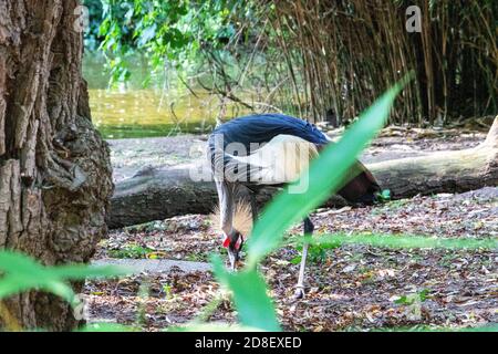 side view of a crown crane in search of foraging, latin Balearica regulorum Stock Photo