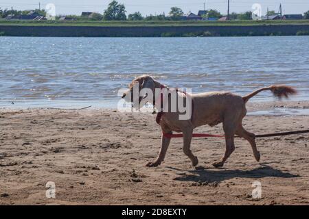 Dog's training game. Funny English cocker spaniel pet runs along the sandy bank of the river. outdoor games with a pet dog in a rural landscape Stock Photo