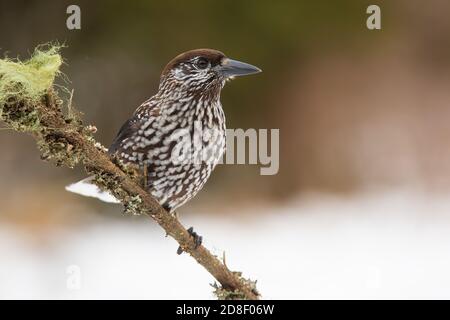 Spotted nutcracker sitting on branch in winter nature Stock Photo