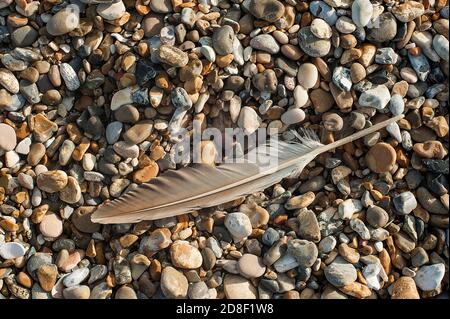Gray Feather Lying on Stoney beach Stock Photo