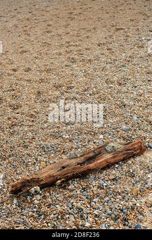 Drift Wood on Stony Beach Stock Photo