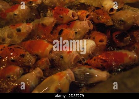 Gold and red imperial fish in water Stock Photo - Alamy