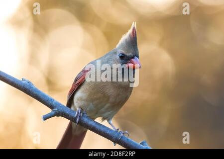 Northern Cardinal, Cardinalis cardinalis, female closeup perched facing right with golden fall foliage background copy space Stock Photo