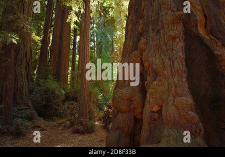 Coast redwood (Sequoia sempervirens), Henry Cowell Redwoods  State Park, California, USA Stock Photo