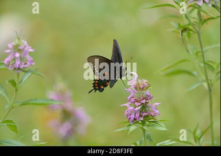 Pipevine Swallowtail (Battus philenor), adult feeding on Lemon beebalm (Monarda citriodora),Hill Country, Central Texas, USA Stock Photo