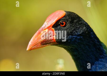 Pukeko (Porphyrio porphyrio melanotus) standing on a meadow near the lake and holding the haulm of grass in it's thorn. Stock Photo