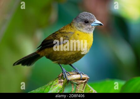 Cherrie's Tanager - Ramphocelus costaricensis is a medium-sized passerine bird. This tanager is a resident breeder in the Pacific lowlands of Costa Ri Stock Photo