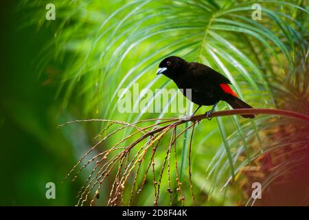Scarlet-rumped Tanager - Ramphocelus passerinii medium-sized passerine bird. This tanager is a resident breeder in the Caribbean lowlands from souther Stock Photo