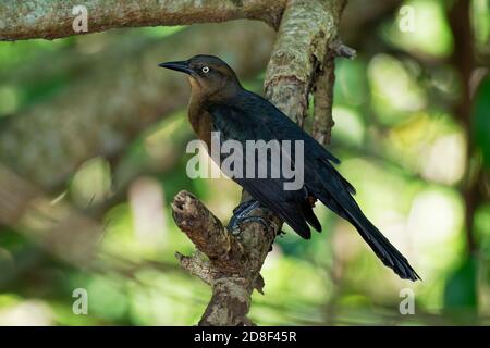 Great-tailed grackle - Quiscalus mexicanus or Mexican grackle is a medium-sized, highly social dark passerine bird native to North and South America. Stock Photo