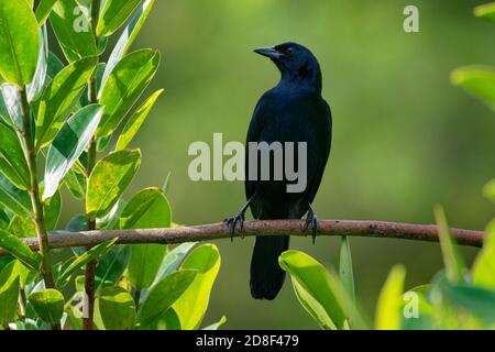 Melodious blackbird - Dives dives medium-sized blackbird with a rounded tail, plumage is entirely black with a bluish gloss, and the bill, legs and fe Stock Photo