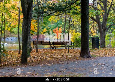 Two wooden park benches among large tall trees. The ground near the benches is covered in orange, brown, and red dead autumn leaves. Stock Photo