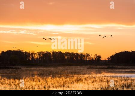 Sandhill Cranes, in flight, over wetland, migration, Upper Midwestern USA, by Dominique Braud/Dembinsky Photo Assoc Stock Photo