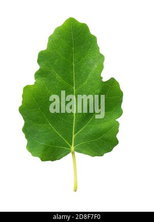 Young fig leaves on a white background Stock Photo