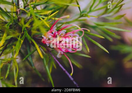 native Australian semperflorens grevillea plant with red and yellow flowers outdoor in sunny backyard shot at shallow depth of field Stock Photo