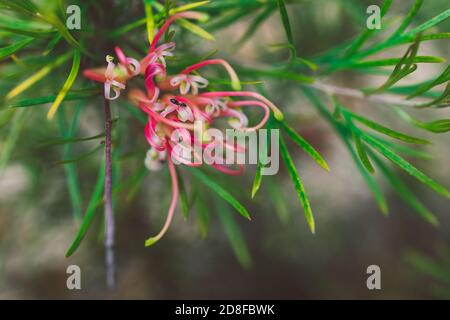 native Australian semperflorens grevillea plant with red and yellow flowers outdoor in sunny backyard shot at shallow depth of field Stock Photo