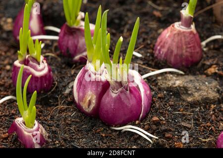Close up Shallots sprouted young leaves on the ground. Close up of an organic. Stock Photo