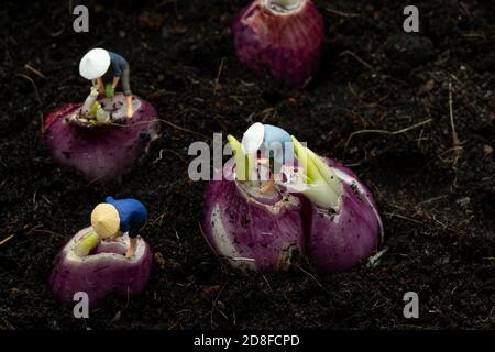 Miniature gardener with  Shallots sprouted young leaves on the ground. Close up of an organic. Stock Photo