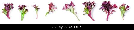 Creative layout made of Salad leaves lettuce isolated on white background. Purple Lettuce  flat lay.  Vegan food concept Stock Photo