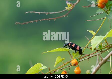 Close-up of beetle on tree in the field. Orange blister beetle Stock Photo