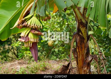 Close up of banana blossom on tree in the garden Stock Photo