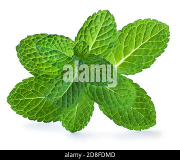 Peppermint leaves isolated on white background. Fresh spearmint or Mint leaves  close up. Refreshing Herbs Stock Photo