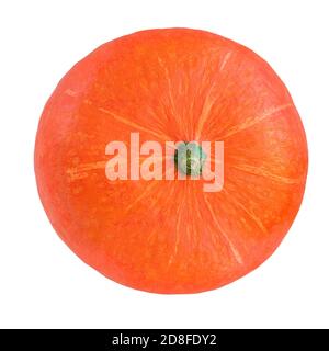 Orange whole Pumpkin  isolated on white background. Decorative pumpkin close up Stock Photo