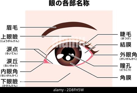 Structure of human eye  ( names of parts )  vector illustration / Japanese Stock Vector