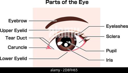 Structure of human eye  ( names of parts )  vector illustration Stock Vector