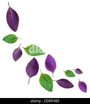 Flying Fresh basil herb leaves isolated on white background. Purple and green  Basil Stock Photo