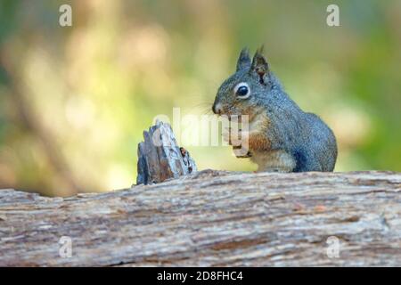 A Douglas squirrel is shown resting on a log in the forest during an autumn day. Stock Photo