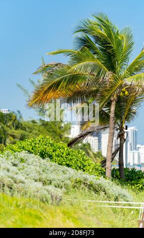 Tropical palm trees on the beach Stock Photo
