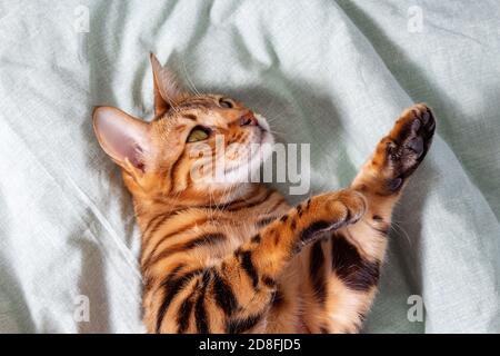 Amazing domestic bengal cat resting on bed. Top view of young cat. Pet relaxing on owner's bed. Stock Photo
