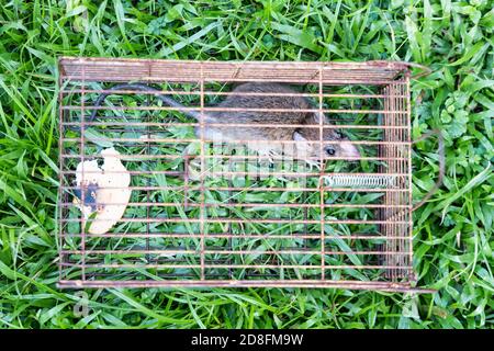 Closeup of rat mouse caught in rat trap cage Stock Photo