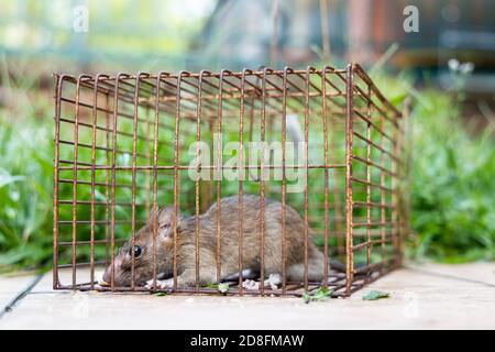 Closeup of rat mouse caught in rat trap cage Stock Photo