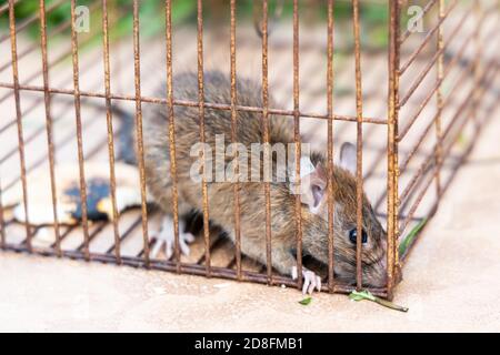 Closeup of rat mouse caught in rat trap cage Stock Photo
