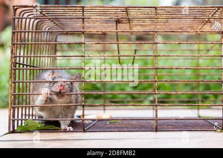 Closeup of rat mouse caught in rat trap cage Stock Photo