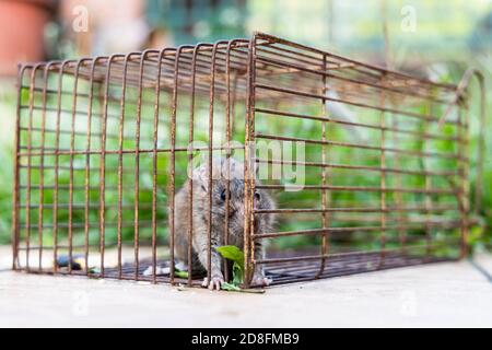 Closeup of rat mouse caught in rat trap cage Stock Photo