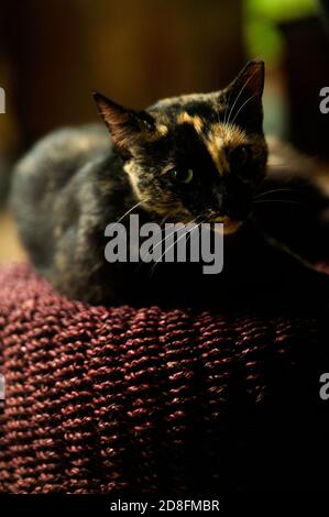 Tortoiseshell cat Stock Photo