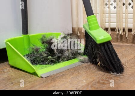 Cleaning the floor with a brush and scoop after grooming a pet, shedding dogs. Cleaning your dog's hair at home Stock Photo