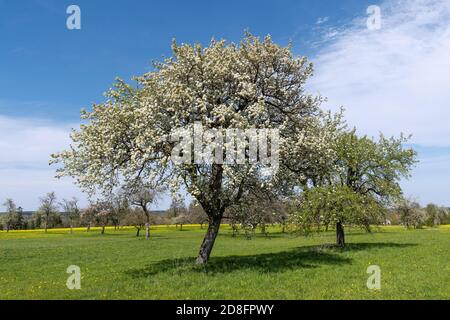 Large old flowering pear tree on a meadow Stock Photo